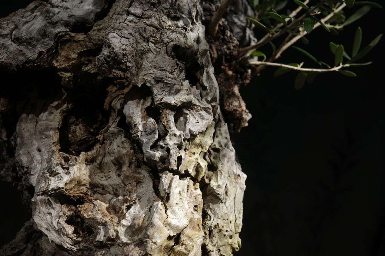 古木オリーブ　OLD OLIVE　