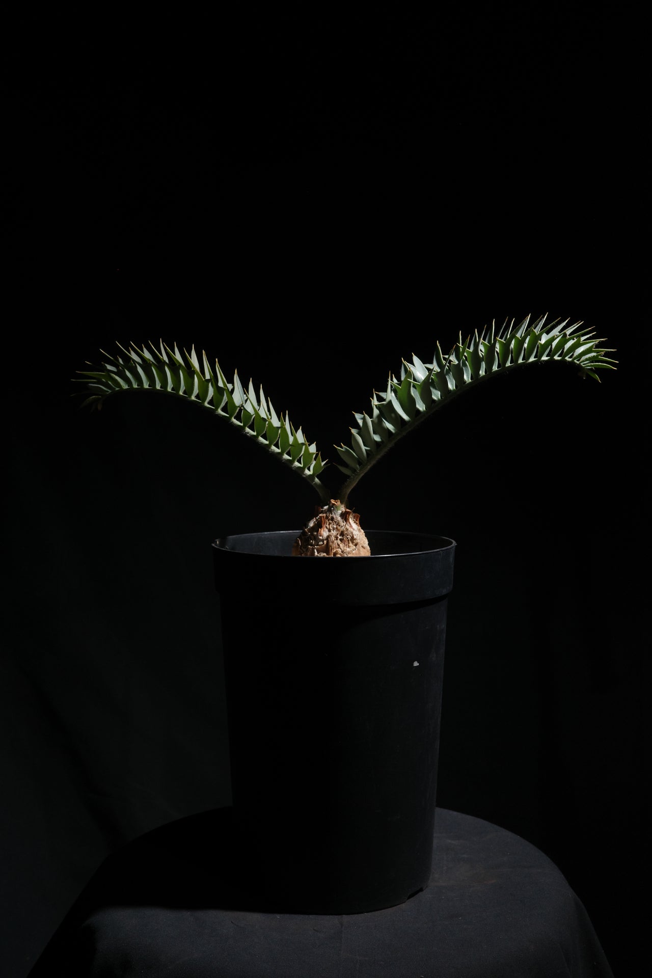 エンセファラルトス・ホリダス｜Encephalartos horridus