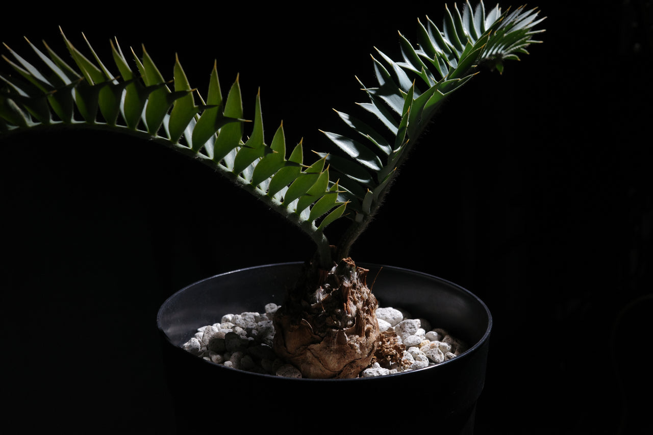 エンセファラルトス・ホリダス｜Encephalartos horridus