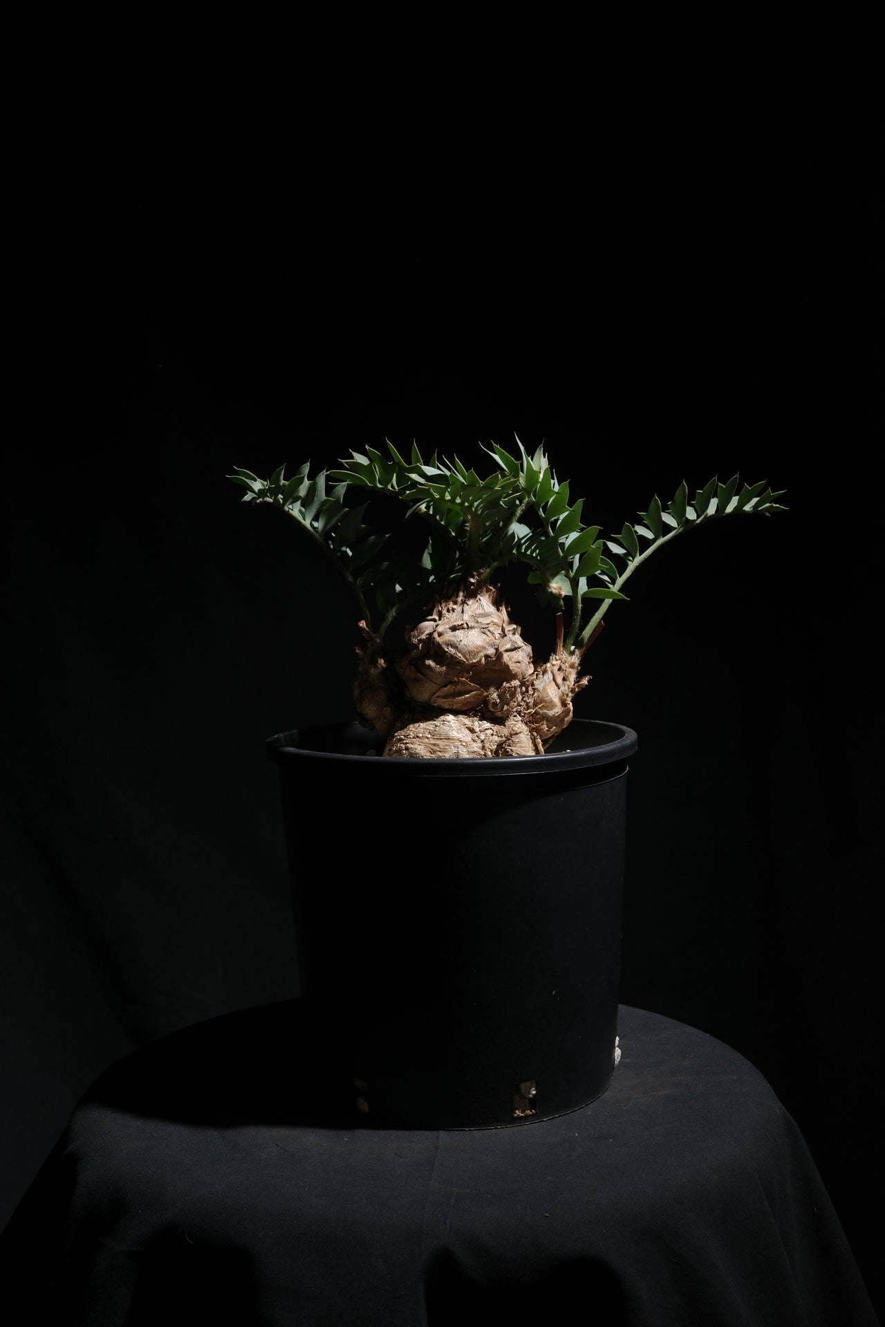 エンセファラルトス・ホリダス｜Encephalartos horridus