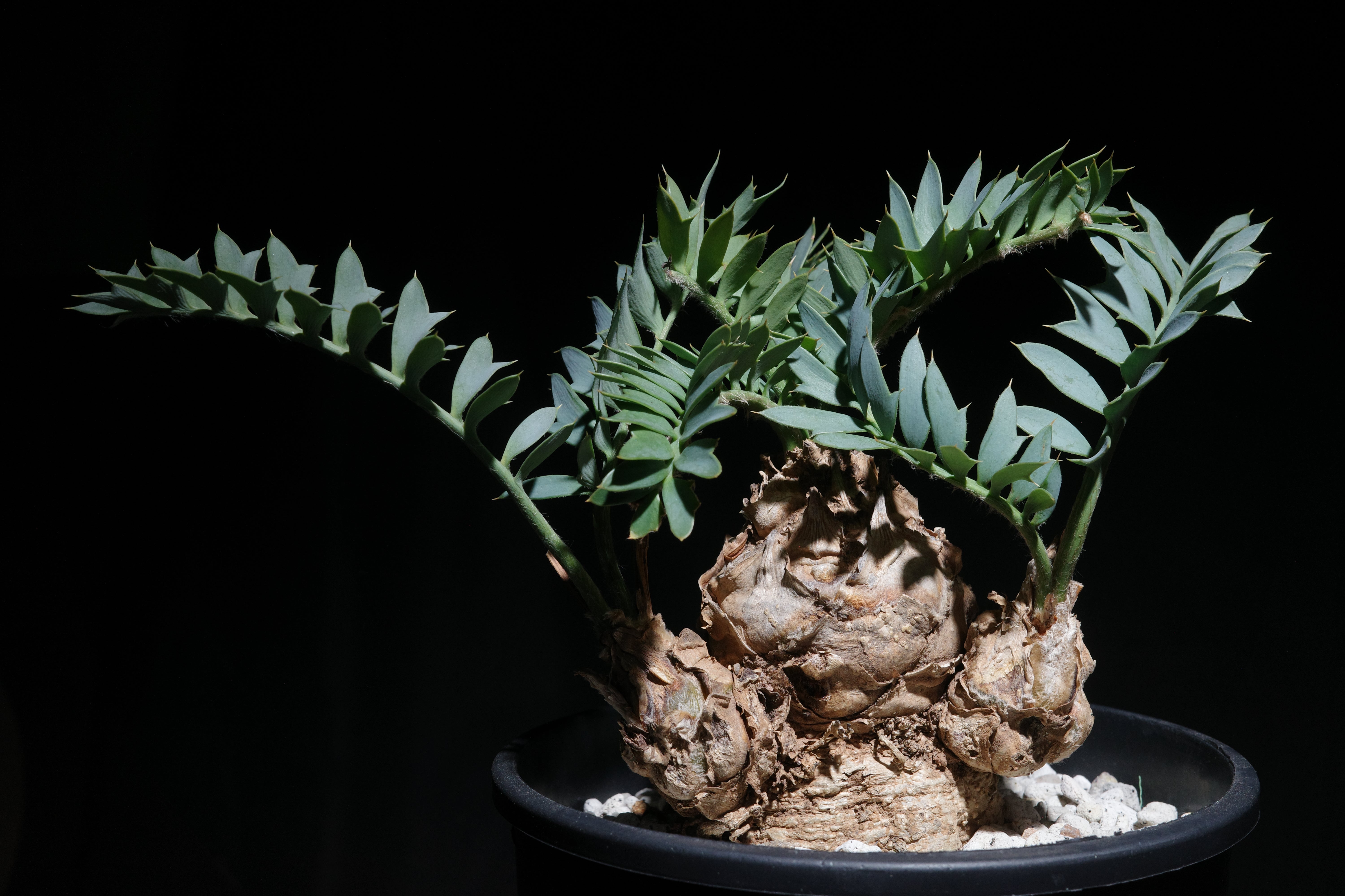 エンセファラルトス・ホリダス｜Encephalartos horridus – ROUTE