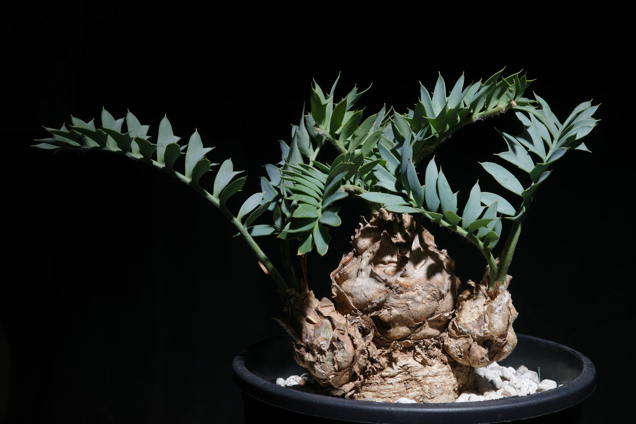 エンセファラルトス・ホリダス｜Encephalartos horridus