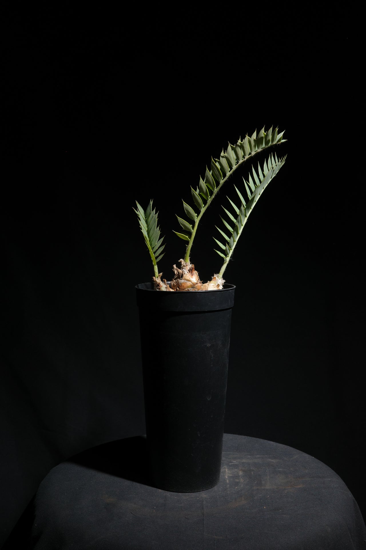 エンセファラルトス・ホリダス｜Encephalartos horridus