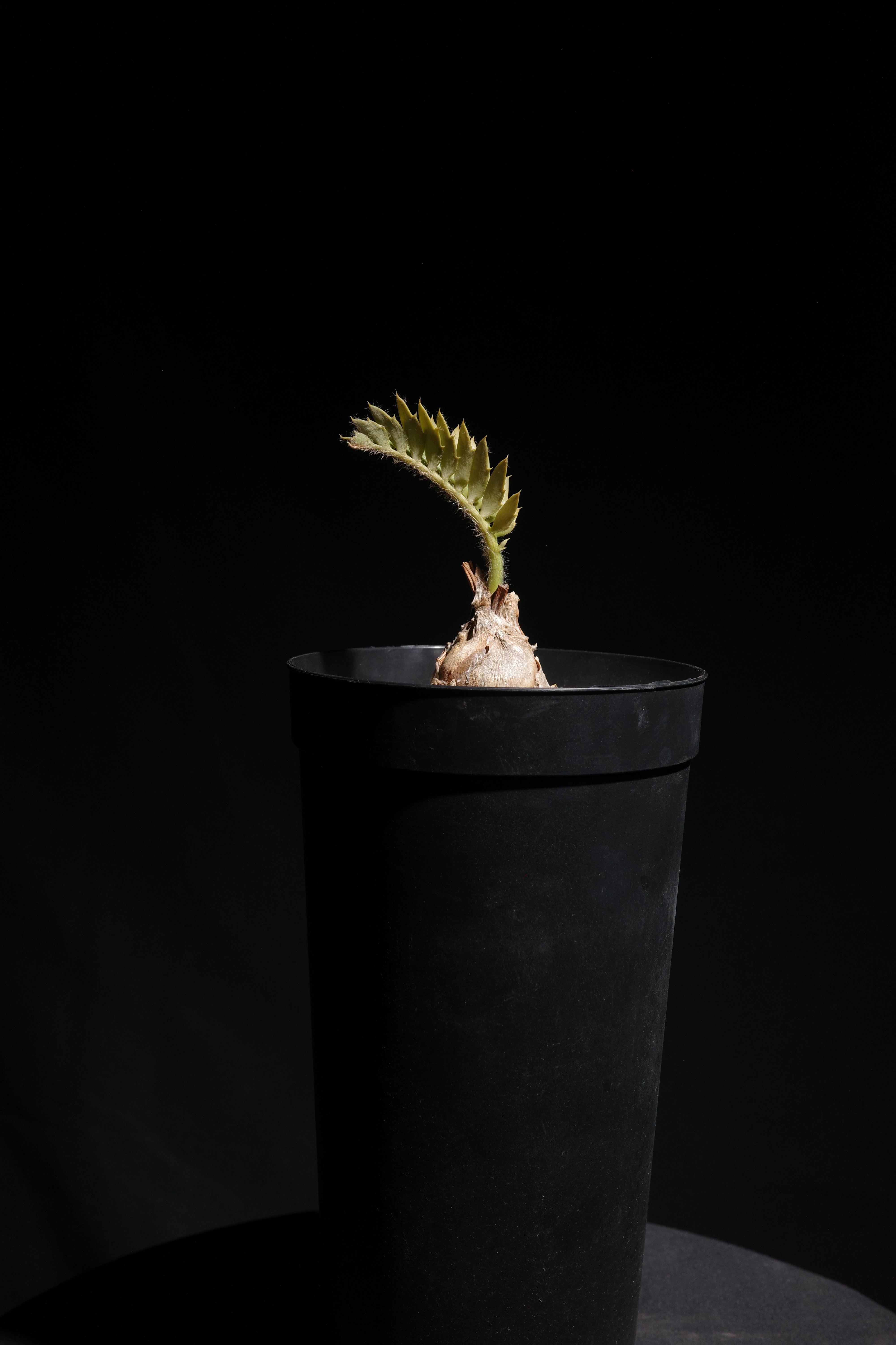 エンセファラルトス・ホリダス｜Encephalartos horridus – ROUTE