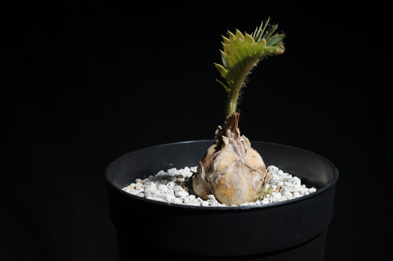 エンセファラルトス・ホリダス｜Encephalartos horridus