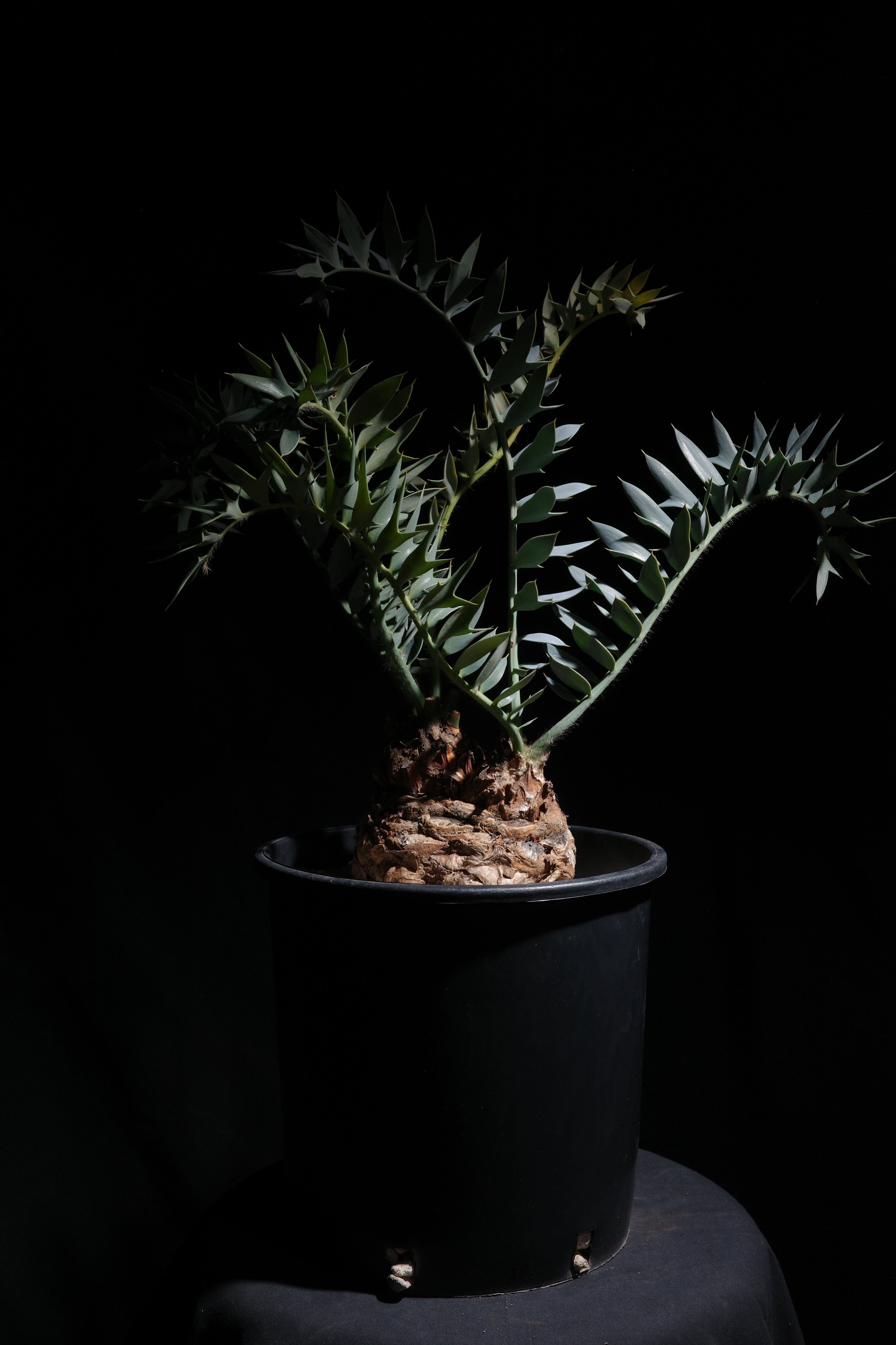 エンセファラルトス・ホリダス｜Encephalartos horridus – ROUTE