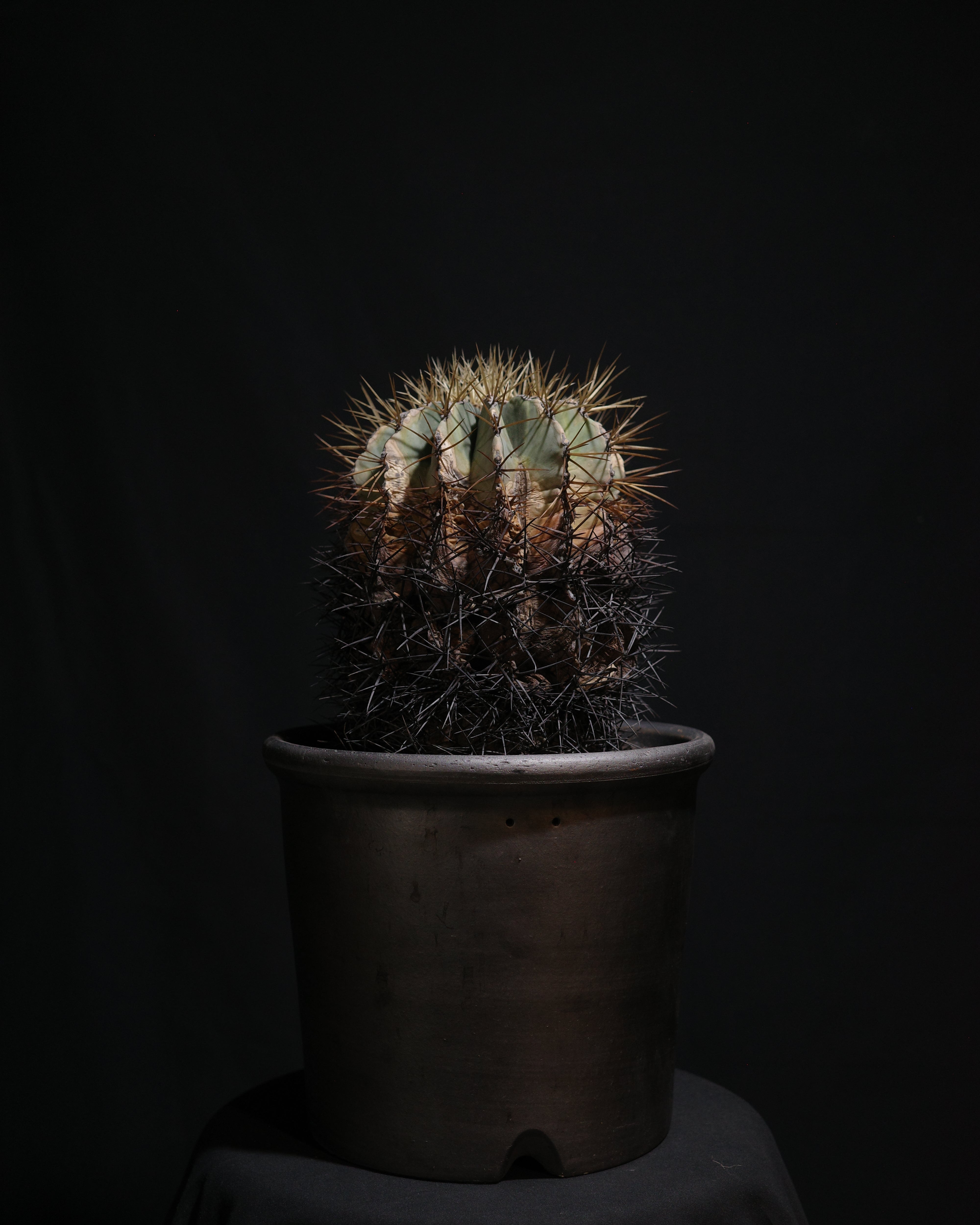 BIZARRE PLANTS – ROUTE BOTANICALS