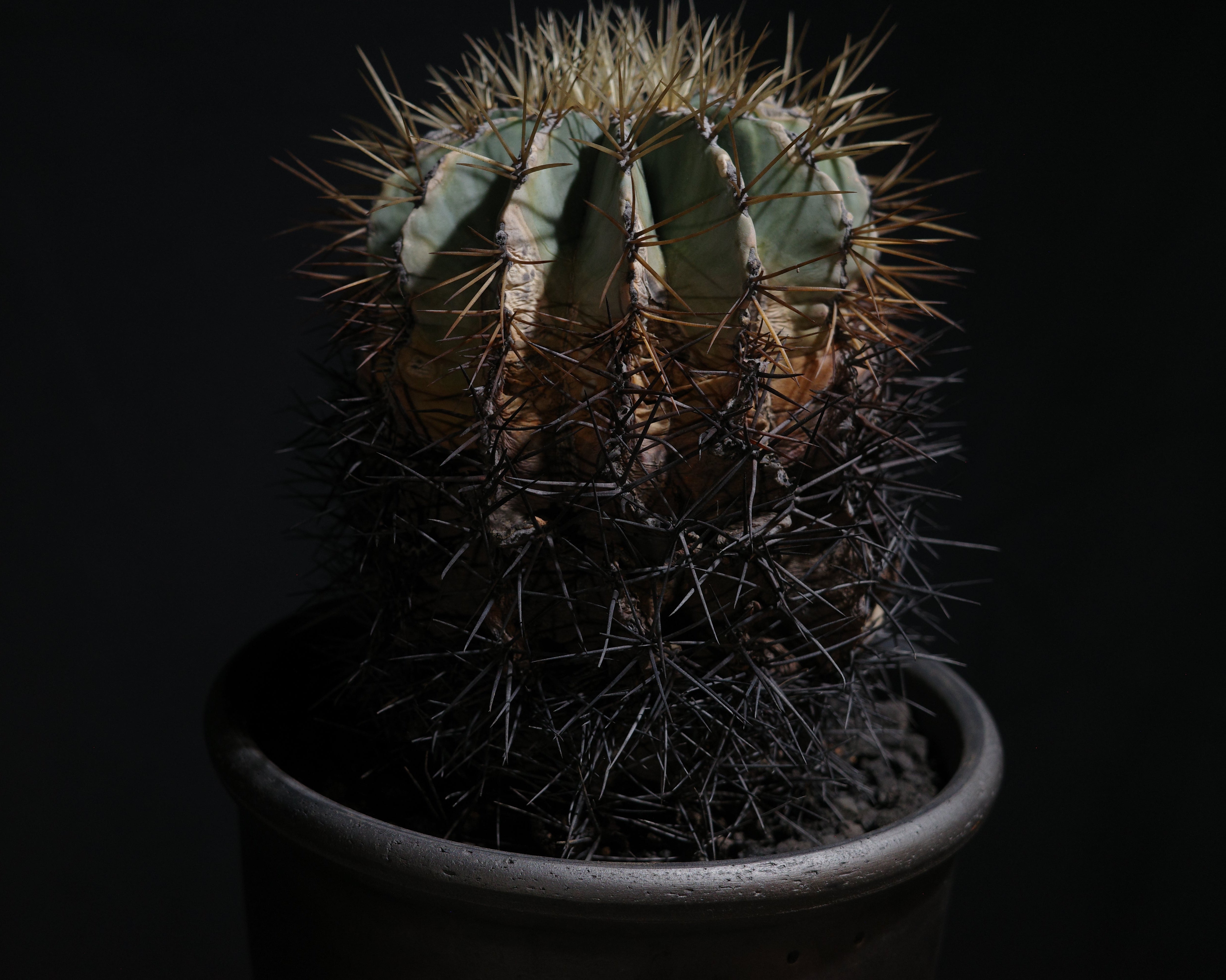 BIZARRE PLANTS – ROUTE BOTANICALS