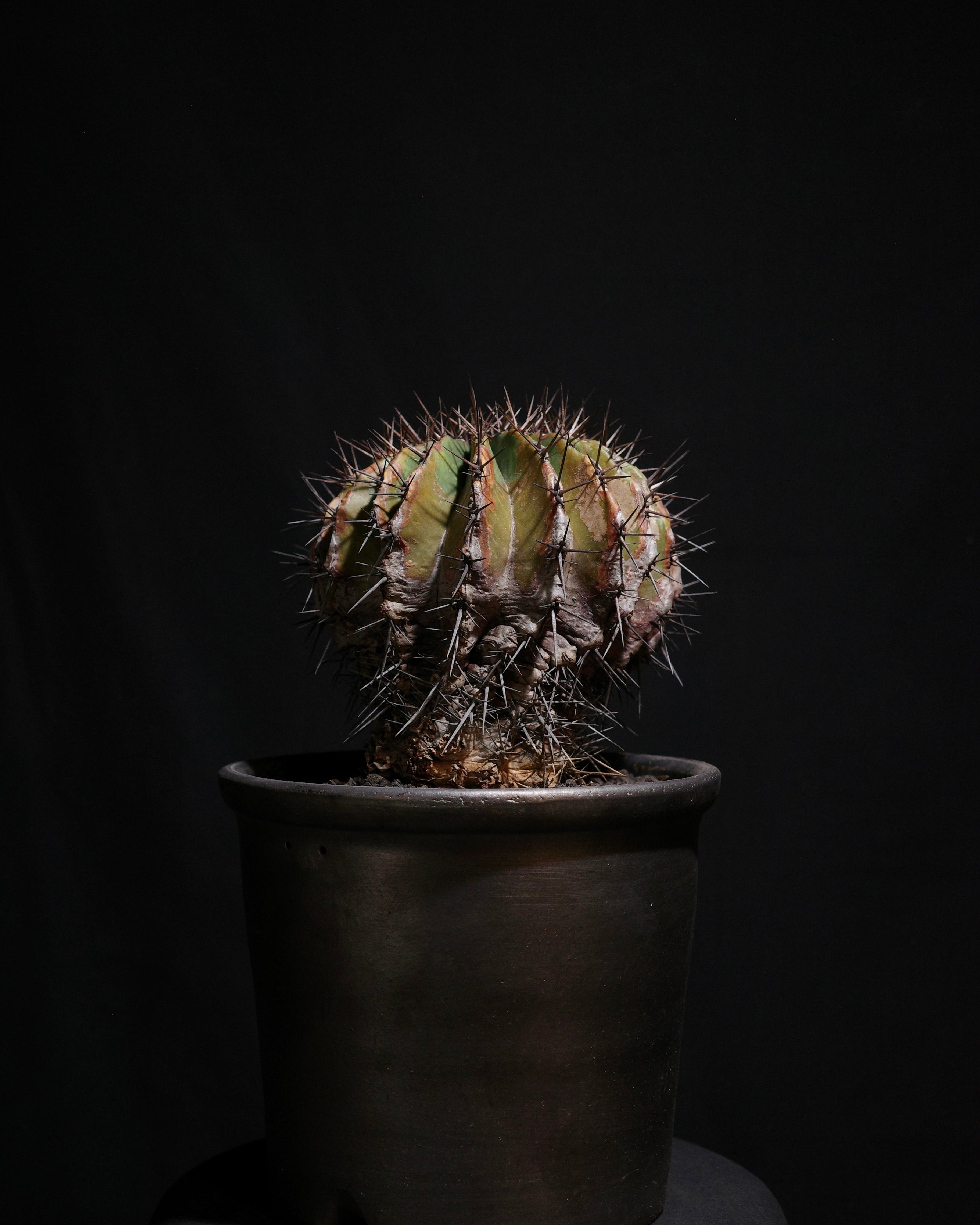 BIZARRE PLANTS – ROUTE BOTANICALS