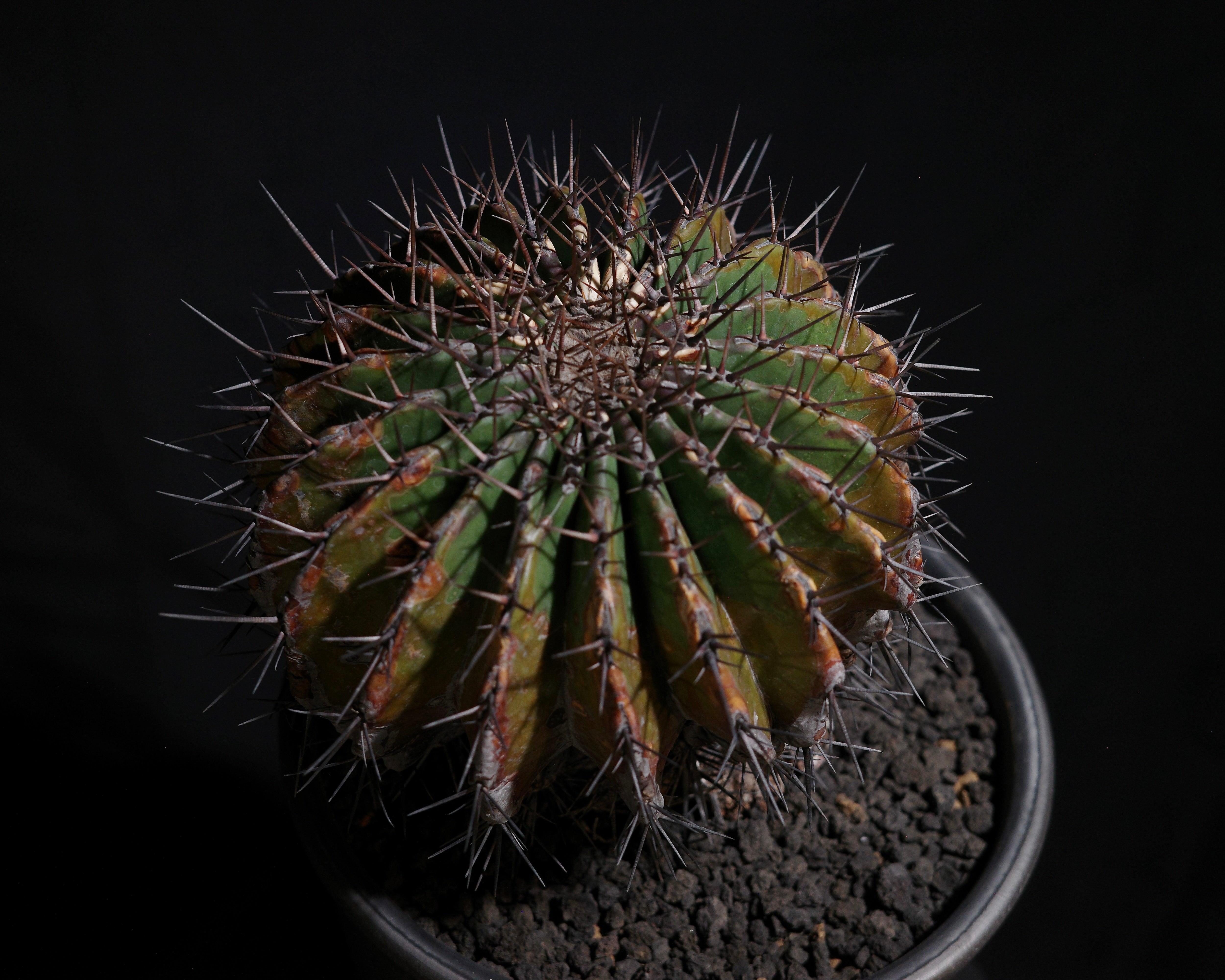 BIZARRE PLANTS – ROUTE BOTANICALS