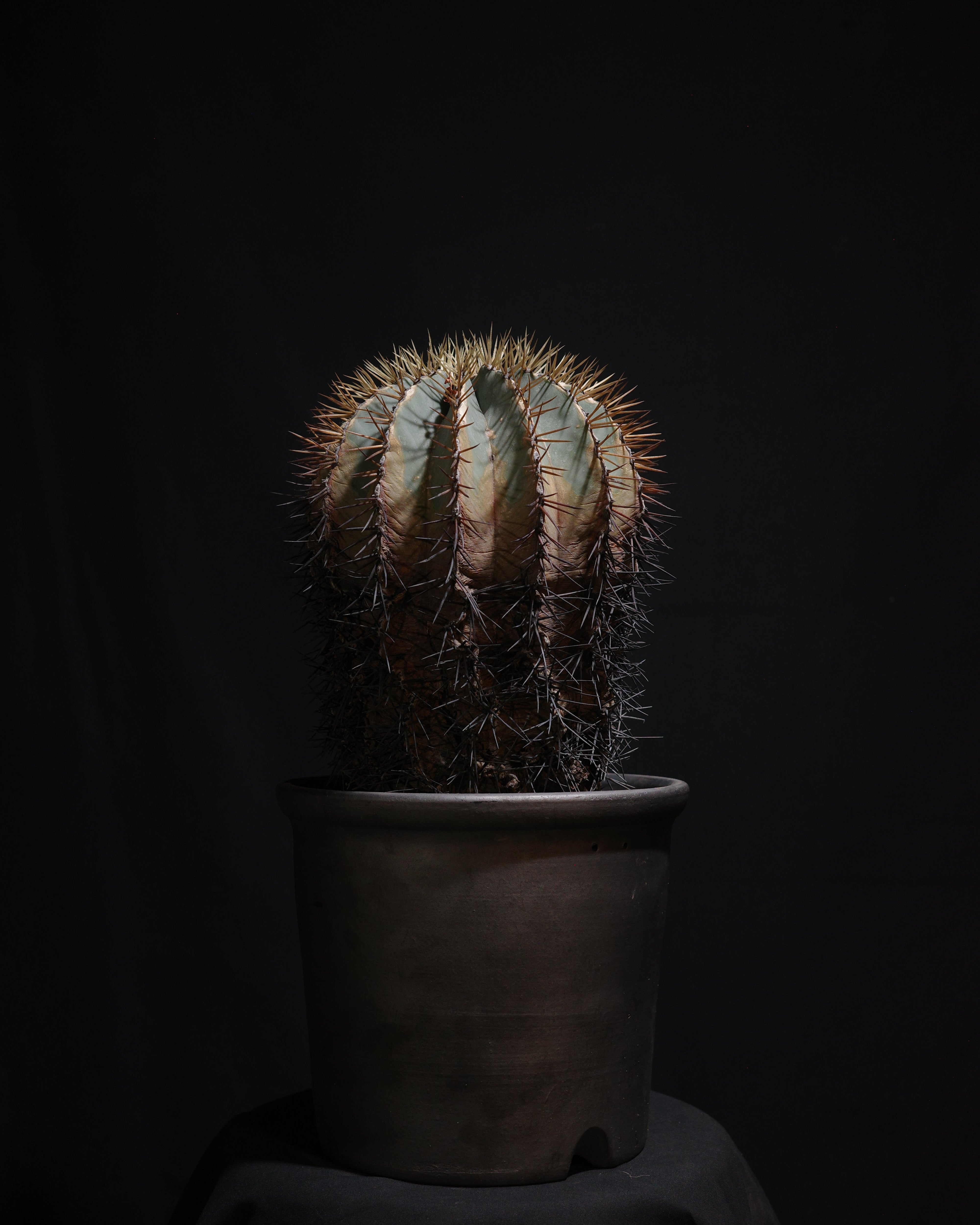 BIZARRE PLANTS – ROUTE BOTANICALS